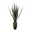 salg af Agave 100 cm.