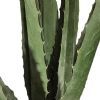 agave