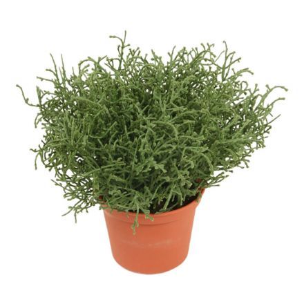 Calocephalus, cm. - kunstige planter - Kunstige grønne