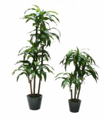 salg af Kunstig dracena fragrans, H150 cm.