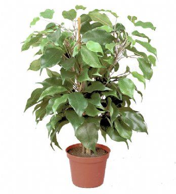 salg af Kunstig ficus exotica, H40 cm.