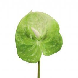 salg af Kunstig Anthurium, lime - H50 cm.