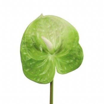 salg af Kunstig Anthurium, lime - H50 cm.