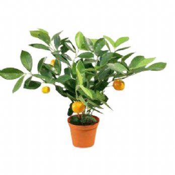 salg af Kunstig citrus plante, H35 cm.