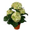 salg af Kunstig lime hortensia, H40 cm.