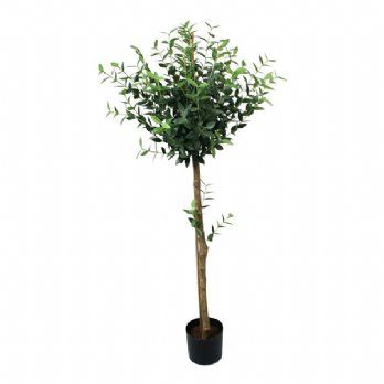 salg af Opstammet eucalyptus træ, H150 cm.