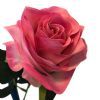 kunstig pink rose