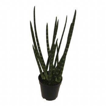 salg af Kunstig sanseveria, H50 cm.