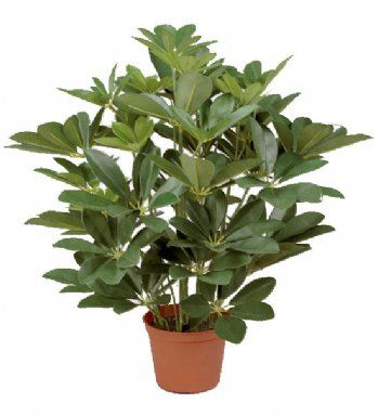 salg af Kunstig schefflera, H45 cm.